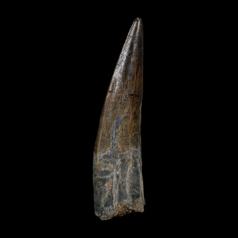 XL 3.6" Spinosaurus Fossil Tooth 100 Million Years Old Cretaceous Dinosaur COA - Fossil Age Minerals