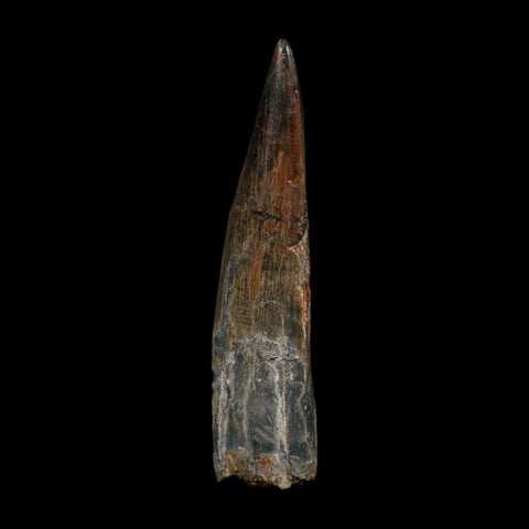 XL 3.6" Spinosaurus Fossil Tooth 100 Million Years Old Cretaceous Dinosaur COA - Fossil Age Minerals