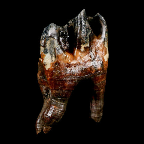 4" Woolly Rhinoceros Fossil Rooted Tooth Pleistocene Age Megafauna Russia COA - Fossil Age Minerals