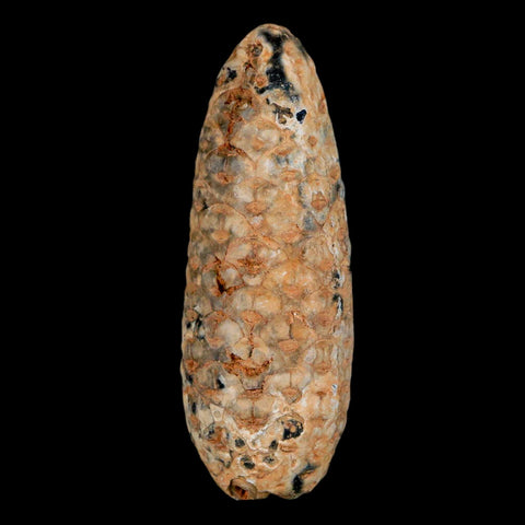 XL 2.3" Fossil Pine Cone Equicalastrobus Replaced By Agate Eocene Age Seeds Fruit