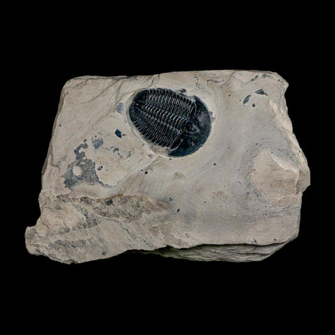 XL 1.5" Elrathia Kingi Trilobite Fossil In Matrix House Range Utah Cambrian Age COA - Fossil Age Minerals