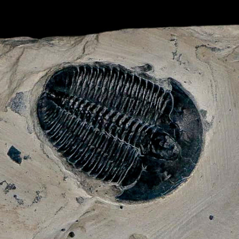 XL 1.5" Elrathia Kingi Trilobite Fossil In Matrix House Range Utah Cambrian Age COA - Fossil Age Minerals