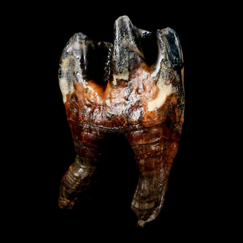 4" Woolly Rhinoceros Fossil Rooted Tooth Pleistocene Age Megafauna Russia COA - Fossil Age Minerals