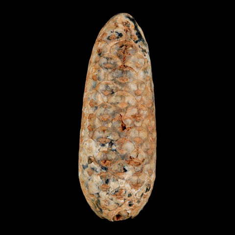 XL 2.3" Fossil Pine Cone Equicalastrobus Replaced By Agate Eocene Age Seeds Fruit