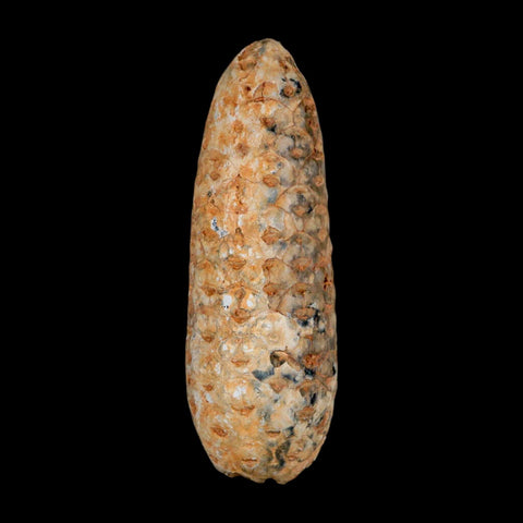XL 2.3" Fossil Pine Cone Equicalastrobus Replaced By Agate Eocene Age Seeds Fruit