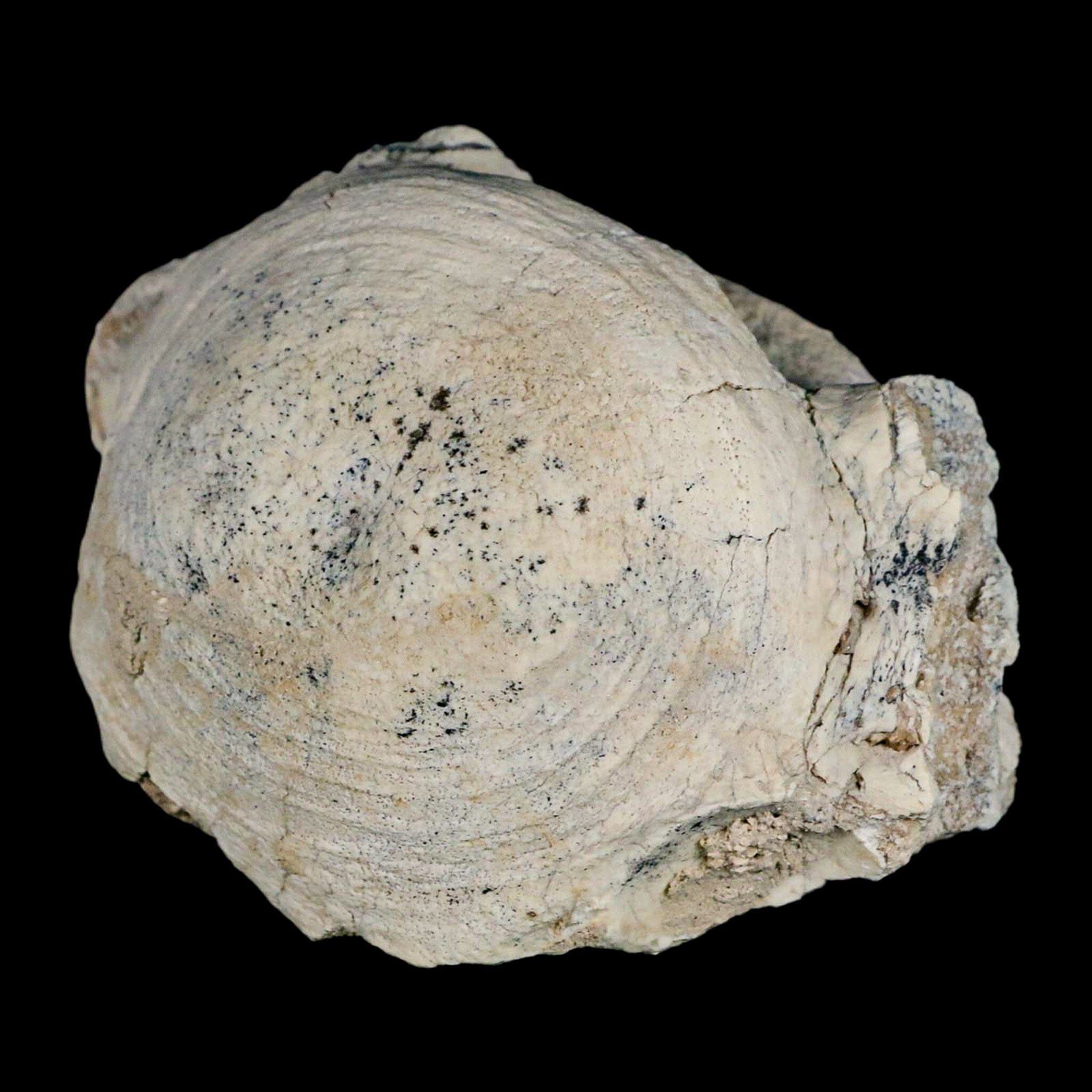 4.2" Brontothere Fossil Vertebrae Bone Eocene Age Badlands S Dakota Titanothere COA - Fossil Age Minerals