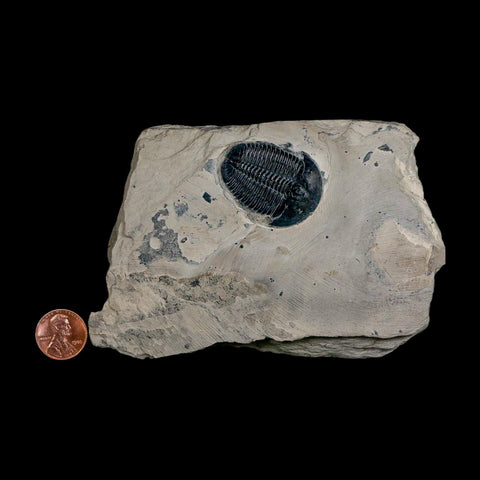 XL 1.5" Elrathia Kingi Trilobite Fossil In Matrix House Range Utah Cambrian Age COA - Fossil Age Minerals