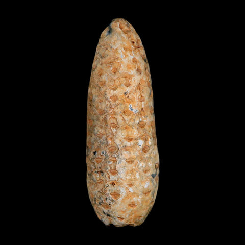 XL 2.3" Fossil Pine Cone Equicalastrobus Replaced By Agate Eocene Age Seeds Fruit