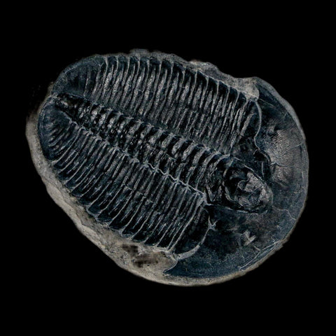 XL 1.5" Elrathia Kingi Trilobite Fossil In Matrix House Range Utah Cambrian Age COA - Fossil Age Minerals