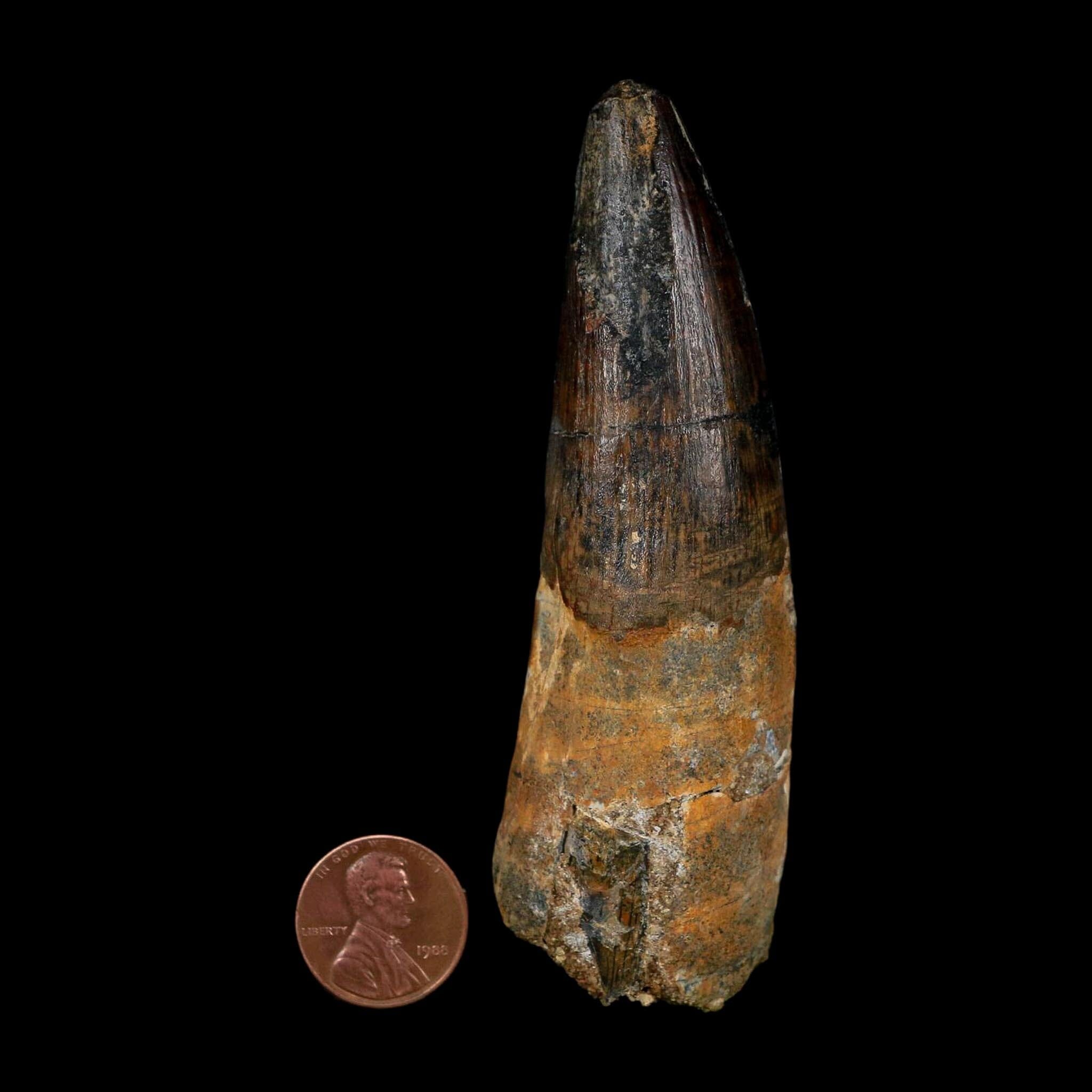 XL 3.8" Spinosaurus Fossil Tooth 100 Million Years Old Cretaceous Dinosaur COA - Fossil Age Minerals