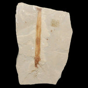 2" Equisetum Winchesteri Horsetail Fossil Plant Leaf Eocene Age Green River UT