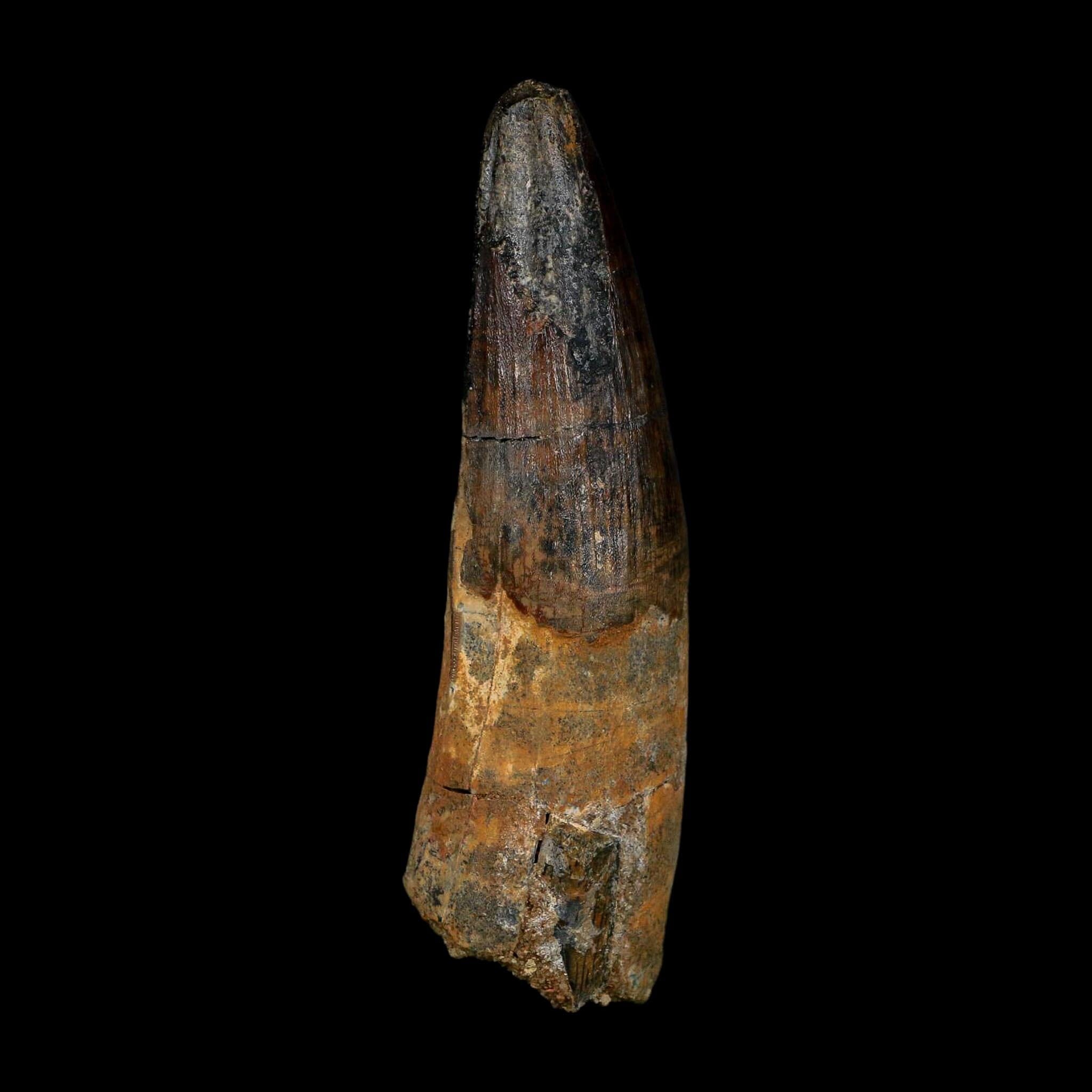 XL 3.8" Spinosaurus Fossil Tooth 100 Million Years Old Cretaceous Dinosaur COA - Fossil Age Minerals