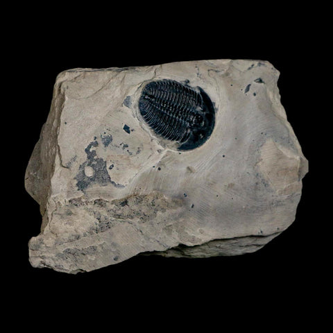 XL 1.5" Elrathia Kingi Trilobite Fossil In Matrix House Range Utah Cambrian Age COA - Fossil Age Minerals