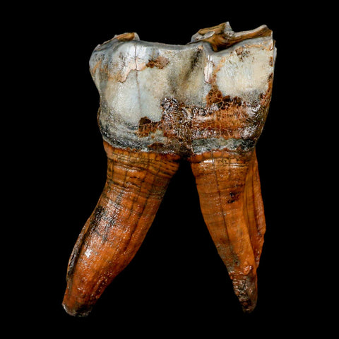 3.4" Woolly Rhinoceros Fossil Rooted Tooth Pleistocene Age Megafauna Russia COA - Fossil Age Minerals