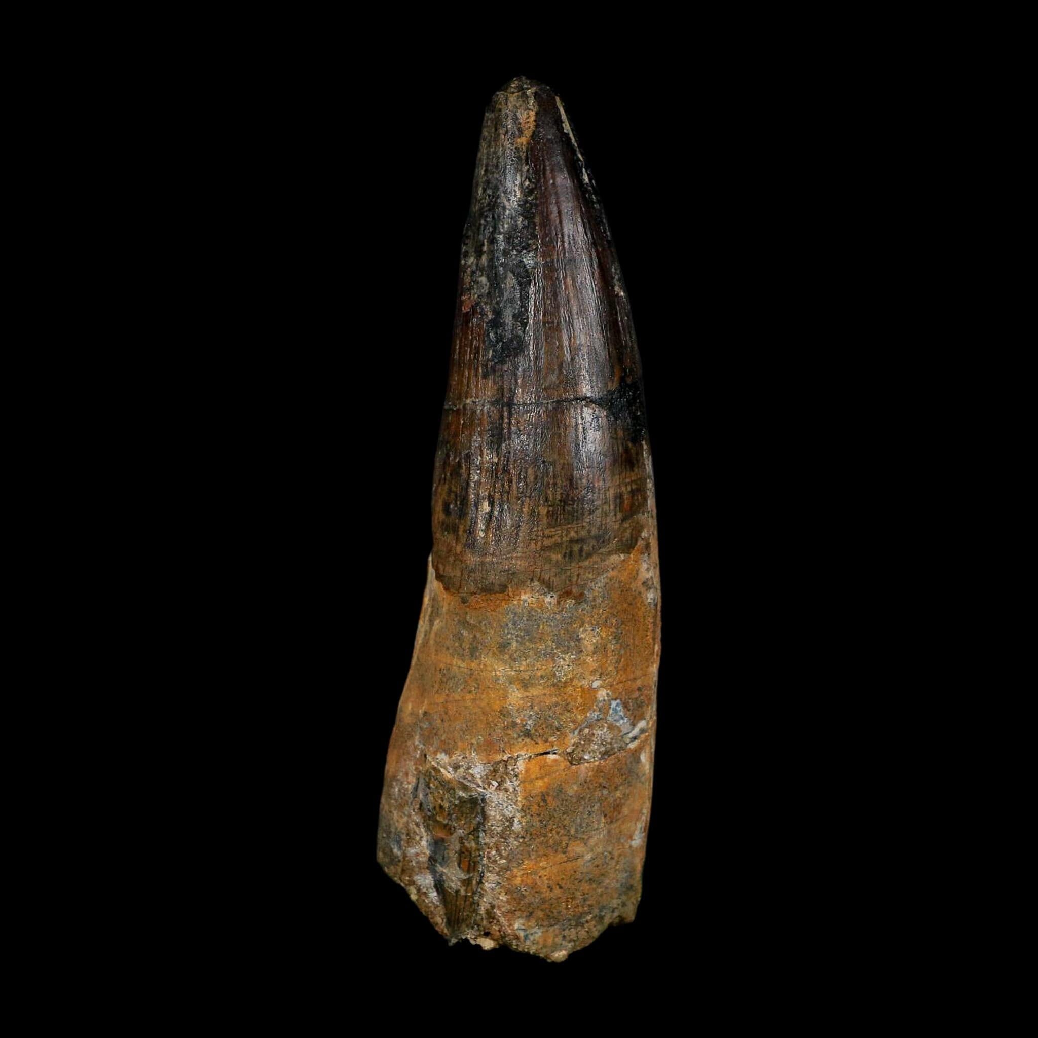 XL 3.8" Spinosaurus Fossil Tooth 100 Million Years Old Cretaceous Dinosaur COA - Fossil Age Minerals