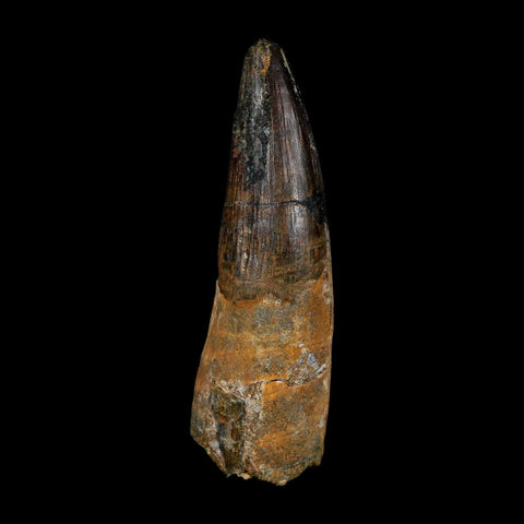 XL 3.8" Spinosaurus Fossil Tooth 100 Million Years Old Cretaceous Dinosaur COA - Fossil Age Minerals