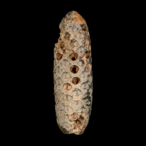 XXL 2.5" Fossil Pine Cone Equicalastrobus Replaced By Agate Eocene Age Seeds Fruit