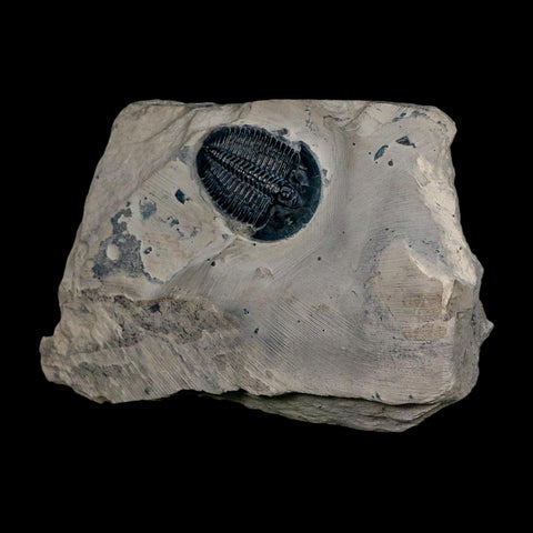 XL 1.5" Elrathia Kingi Trilobite Fossil In Matrix House Range Utah Cambrian Age COA - Fossil Age Minerals