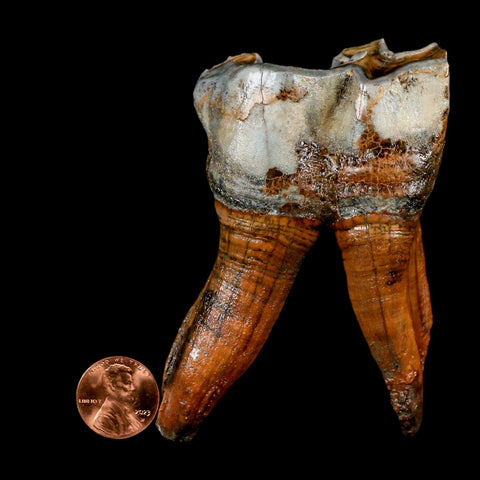 3.4" Woolly Rhinoceros Fossil Rooted Tooth Pleistocene Age Megafauna Russia COA - Fossil Age Minerals
