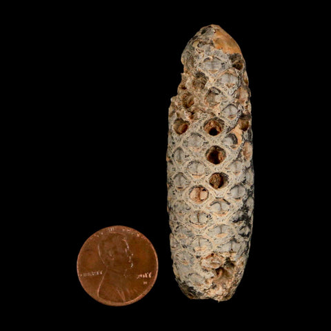 XXL 2.5" Fossil Pine Cone Equicalastrobus Replaced By Agate Eocene Age Seeds Fruit