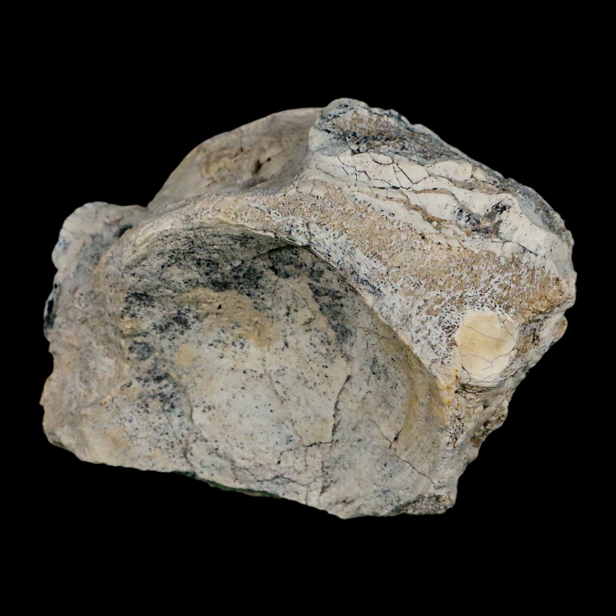 4.2" Brontothere Fossil Vertebrae Bone Eocene Age Badlands S Dakota Titanothere COA - Fossil Age Minerals