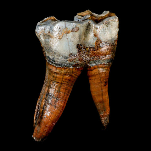 3.4" Woolly Rhinoceros Fossil Rooted Tooth Pleistocene Age Megafauna Russia COA - Fossil Age Minerals