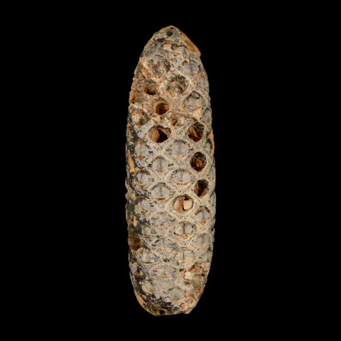 XXL 2.5" Fossil Pine Cone Equicalastrobus Replaced By Agate Eocene Age Seeds Fruit
