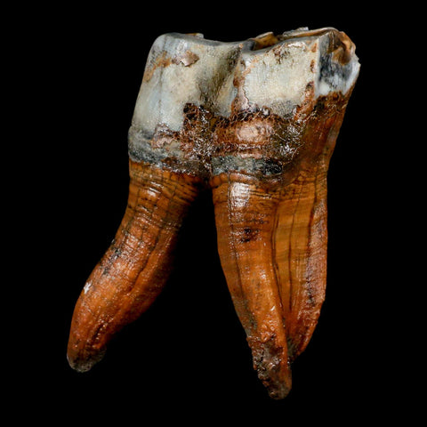 3.4" Woolly Rhinoceros Fossil Rooted Tooth Pleistocene Age Megafauna Russia COA - Fossil Age Minerals