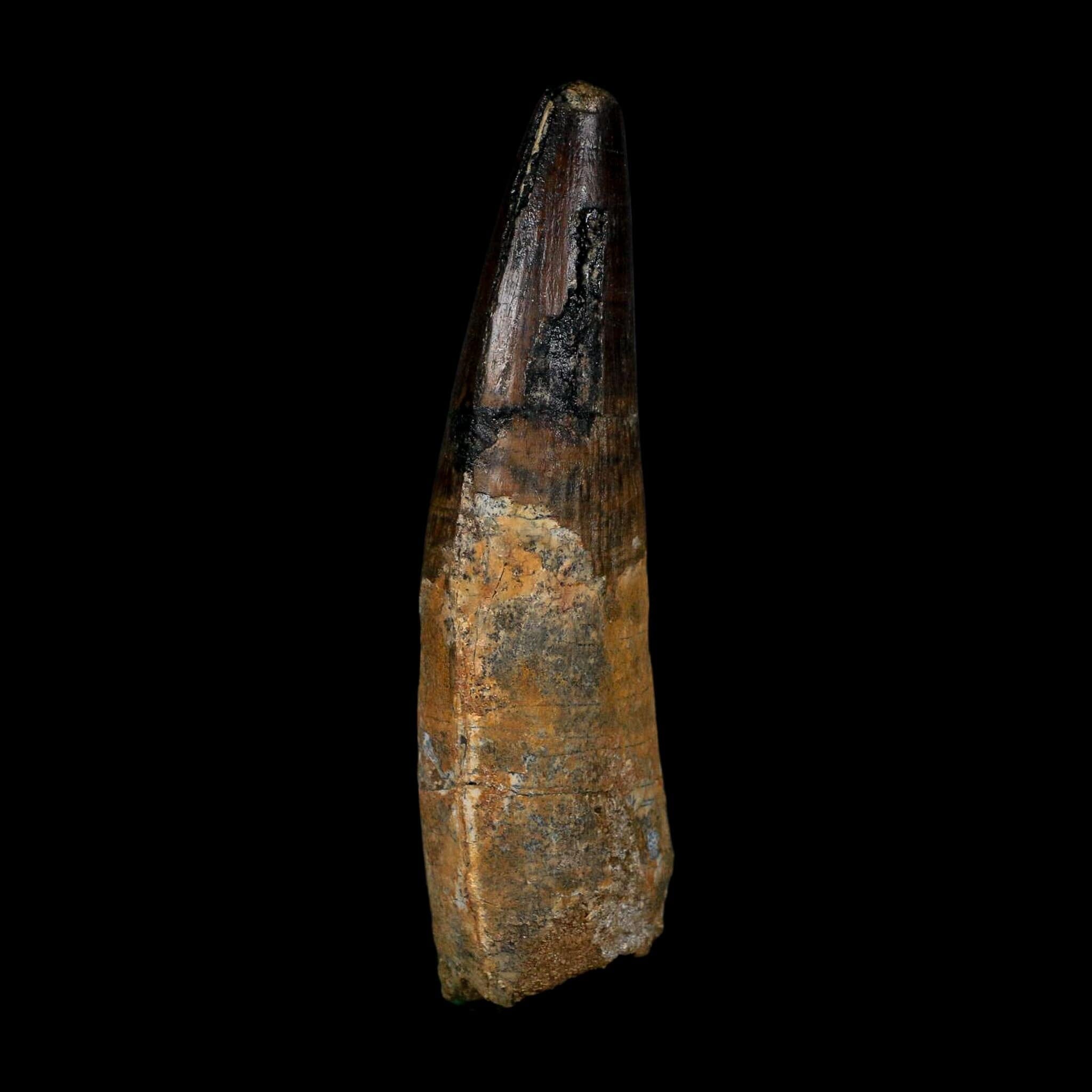 XL 3.8" Spinosaurus Fossil Tooth 100 Million Years Old Cretaceous Dinosaur COA - Fossil Age Minerals