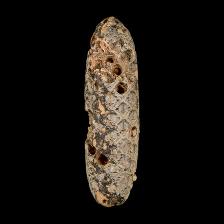 XXL 2.5" Fossil Pine Cone Equicalastrobus Replaced By Agate Eocene Age Seeds Fruit