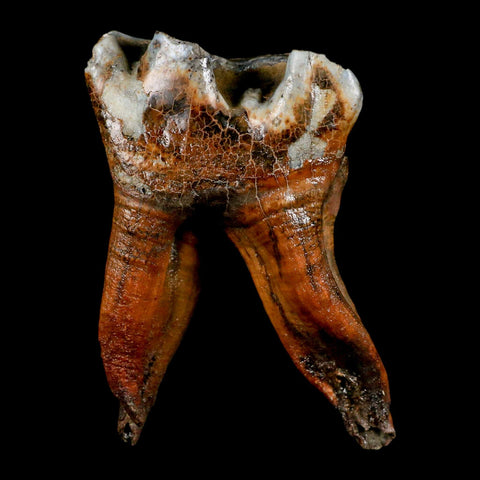 3.4" Woolly Rhinoceros Fossil Rooted Tooth Pleistocene Age Megafauna Russia COA - Fossil Age Minerals