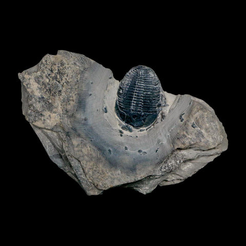 XL 1.5" Elrathia Kingi Trilobite Fossil In Matrix House Range Utah Cambrian Age COA - Fossil Age Minerals