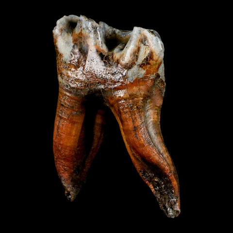 3.4" Woolly Rhinoceros Fossil Rooted Tooth Pleistocene Age Megafauna Russia COA - Fossil Age Minerals