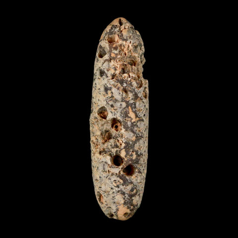 XXL 2.5" Fossil Pine Cone Equicalastrobus Replaced By Agate Eocene Age Seeds Fruit