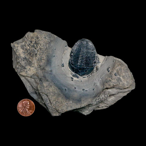 XL 1.5" Elrathia Kingi Trilobite Fossil In Matrix House Range Utah Cambrian Age COA - Fossil Age Minerals