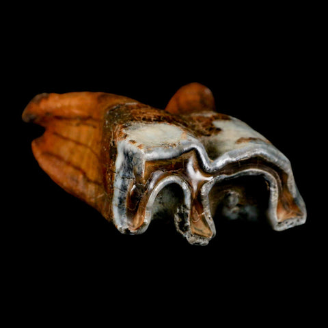3.4" Woolly Rhinoceros Fossil Rooted Tooth Pleistocene Age Megafauna Russia COA - Fossil Age Minerals
