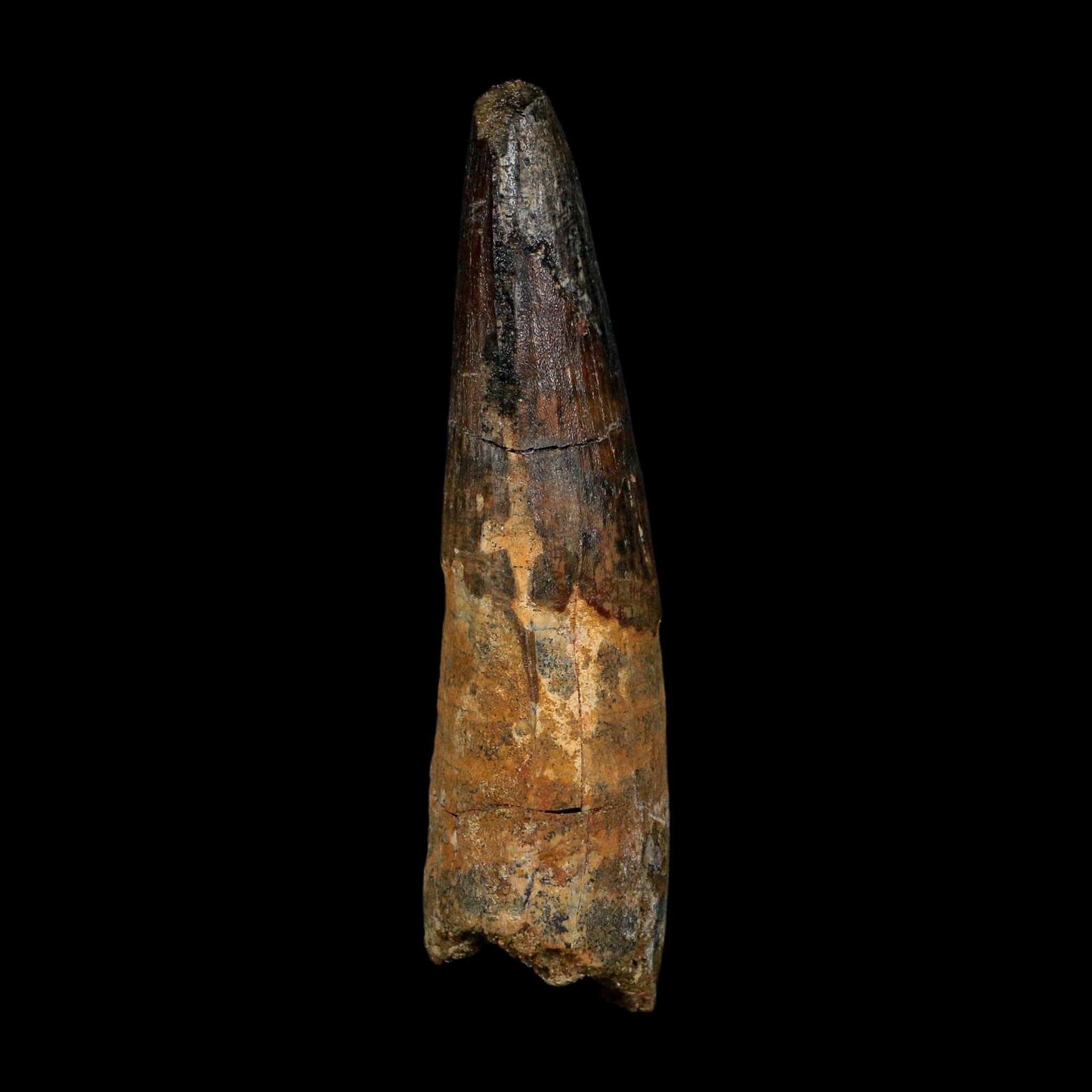 XL 3.8" Spinosaurus Fossil Tooth 100 Million Years Old Cretaceous Dinosaur COA - Fossil Age Minerals