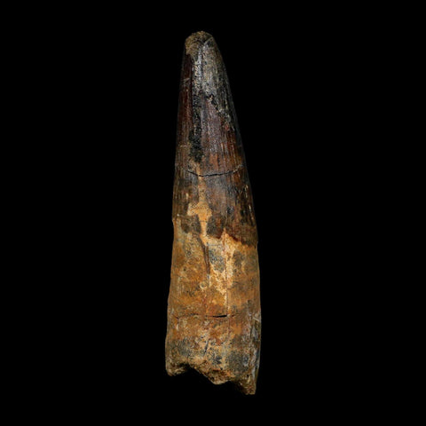 XL 3.8" Spinosaurus Fossil Tooth 100 Million Years Old Cretaceous Dinosaur COA - Fossil Age Minerals