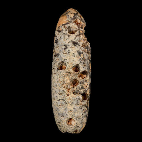 XXL 2.5" Fossil Pine Cone Equicalastrobus Replaced By Agate Eocene Age Seeds Fruit