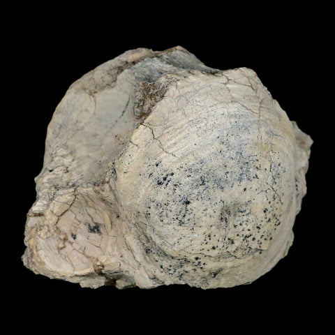 4.7" Brontothere Fossil Vertebrae Bone Eocene Age Badlands S Dakota Titanothere COA - Fossil Age Minerals