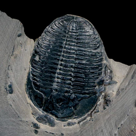 XL 1.5" Elrathia Kingi Trilobite Fossil In Matrix House Range Utah Cambrian Age COA