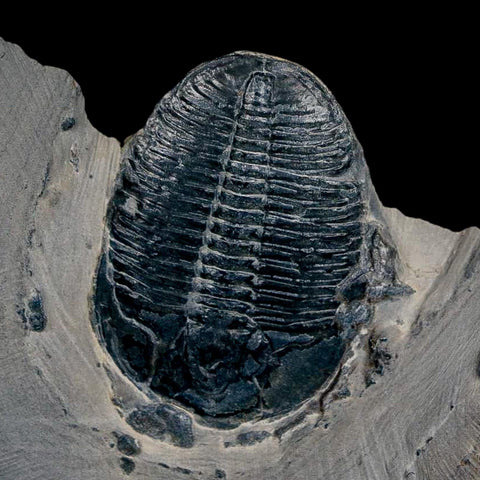 XL 1.5" Elrathia Kingi Trilobite Fossil In Matrix House Range Utah Cambrian Age COA - Fossil Age Minerals