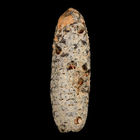 XXL 2.5" Fossil Pine Cone Equicalastrobus Replaced By Agate Eocene Age Seeds Fruit