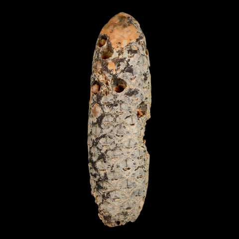 XXL 2.5" Fossil Pine Cone Equicalastrobus Replaced By Agate Eocene Age Seeds Fruit