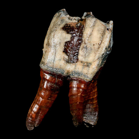 4.3" Woolly Rhinoceros Fossil Rooted Tooth Pleistocene Age Megafauna Russia COA - Fossil Age Minerals