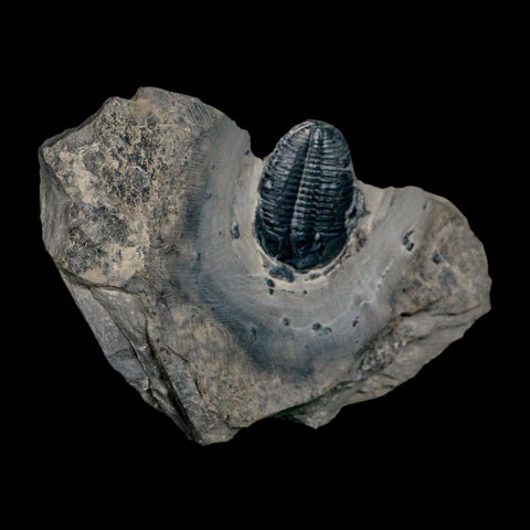 XL 1.5" Elrathia Kingi Trilobite Fossil In Matrix House Range Utah Cambrian Age COA - Fossil Age Minerals