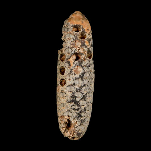 XXL 2.5" Fossil Pine Cone Equicalastrobus Replaced By Agate Eocene Age Seeds Fruit