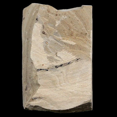 1.7" Detailed Cedrelospermum Nervosum Fossil Plant Leaf Eocene Age Green River UT - Fossil Age Minerals