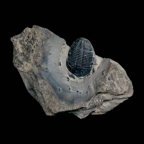 XL 1.5" Elrathia Kingi Trilobite Fossil In Matrix House Range Utah Cambrian Age COA - Fossil Age Minerals