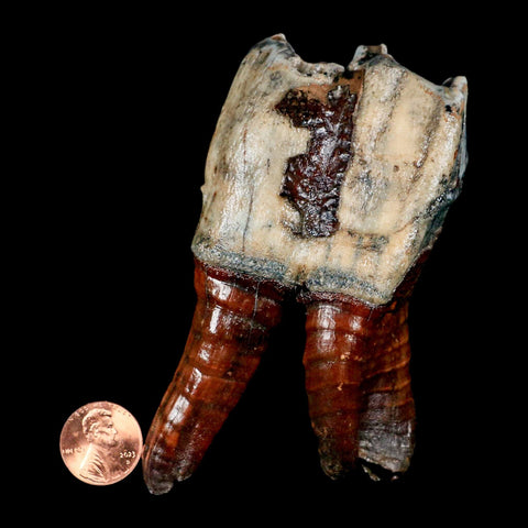 4.3" Woolly Rhinoceros Fossil Rooted Tooth Pleistocene Age Megafauna Russia COA - Fossil Age Minerals